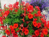 Ziedu audzēšana Getliņu siltumnīcā - 10