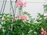 Ziedu audzēšana Getliņu siltumnīcā - 13