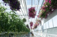 Ziedu audzēšana Getliņu siltumnīcā - 19
