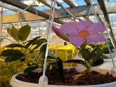 Ziedu audzēšana Getliņu siltumnīcā - 21