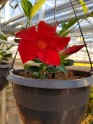 Ziedu audzēšana Getliņu siltumnīcā - 22
