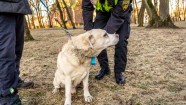 RPP reidā Rīgā pārbauda 200 suņus - 19
