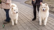 RPP reidā Rīgā pārbauda 200 suņus - 25