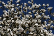 Magnoliju ziedēšana LU Botāniskajā dārzā - 5
