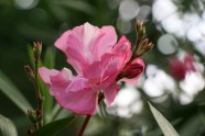 Ziedošais LU Botāniskais dārzs - 25