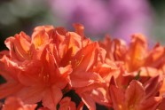 Zied rododendri LU Botāniskajā dārzā - 3