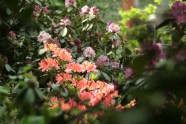 Zied rododendri LU Botāniskajā dārzā - 9