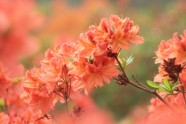 Zied rododendri LU Botāniskajā dārzā - 12