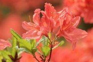 Zied rododendri LU Botāniskajā dārzā - 15