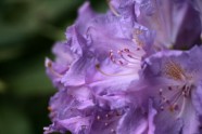 Zied rododendri LU Botāniskajā dārzā - 18