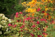 Zied rododendri LU Botāniskajā dārzā - 19