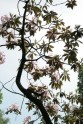 Zied rododendri LU Botāniskajā dārzā - 20