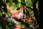 Zied rododendri LU Botāniskajā dārzā - 21