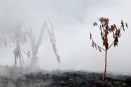 Kīlauea vulkāna lavas straume atgriezusi no ārpasaules aptuveni 40 mājas - 9