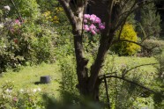 Rododendru mežs Engurē - 22