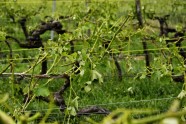 Krusas nopostītie vīna dārzi Francijas rietumos - 6