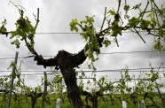 Krusas nopostītie vīna dārzi Francijas rietumos - 7