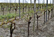 Krusas nopostītie vīna dārzi Francijas rietumos - 11