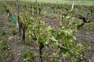 Krusas nopostītie vīna dārzi Francijas rietumos - 12