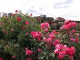 Rundāles pils rožu dārzs - 1