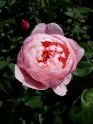 Rundāles pils rožu dārzs - 13