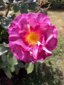 Rundāles pils rožu dārzs - 16