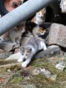 Četri kaķu mazuļi meklē mājas
