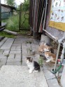 Četri kaķu mazuļi meklē mājas - 2