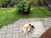 Četri kaķu mazuļi meklē mājas - 3