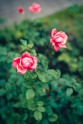 Rozes botāniskajā dārzā - 2