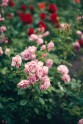 Rozes botāniskajā dārzā - 3