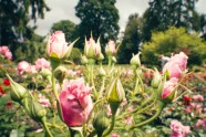 Rozes botāniskajā dārzā - 11