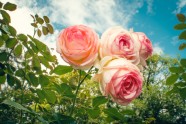 Rozes botāniskajā dārzā - 12