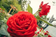 Rozes botāniskajā dārzā - 13