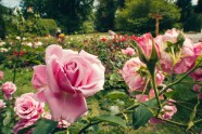 Rozes botāniskajā dārzā - 14