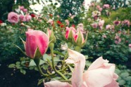 Rozes botāniskajā dārzā - 15