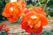 Rozes botāniskajā dārzā - 18