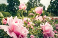 Rozes botāniskajā dārzā - 19
