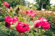Rozes botāniskajā dārzā - 20