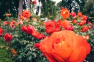 Rozes botāniskajā dārzā - 21