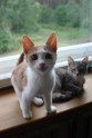 Madaras adoptētie kaķi - 3