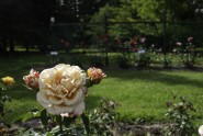 Nacionālajā botāniskajā dārzā zied rozes - 16