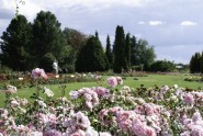 Nacionālajā botāniskajā dārzā zied rozes - 18