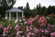 Nacionālajā botāniskajā dārzā zied rozes - 26