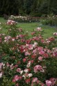 Nacionālajā botāniskajā dārzā zied rozes - 28