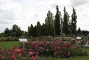Nacionālajā botāniskajā dārzā zied rozes - 30