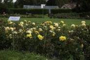Nacionālajā botāniskajā dārzā zied rozes - 32
