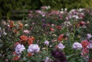 Nacionālajā botāniskajā dārzā zied rozes - 34