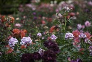 Nacionālajā botāniskajā dārzā zied rozes - 35