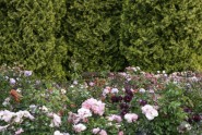 Nacionālajā botāniskajā dārzā zied rozes - 37